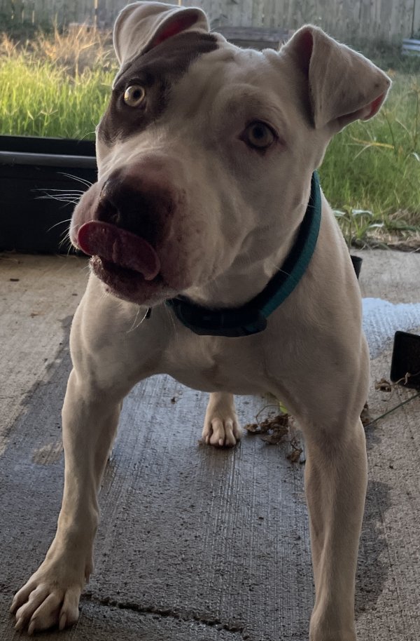 Found Pit Bull in Rosharon, TX