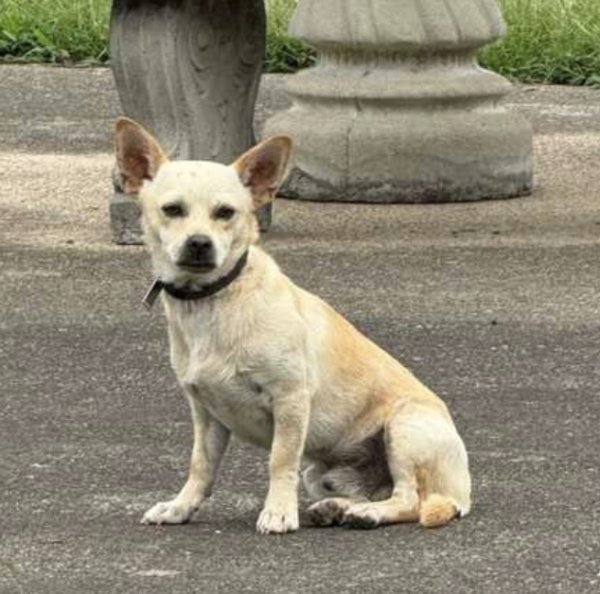 Lost Chihuahua in Nashville, TN