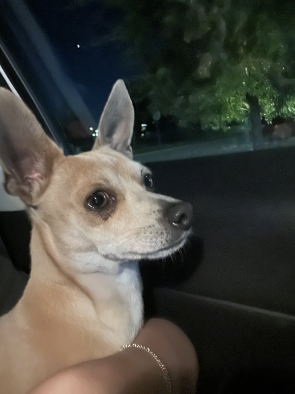 Found Chihuahua in Austin, TX