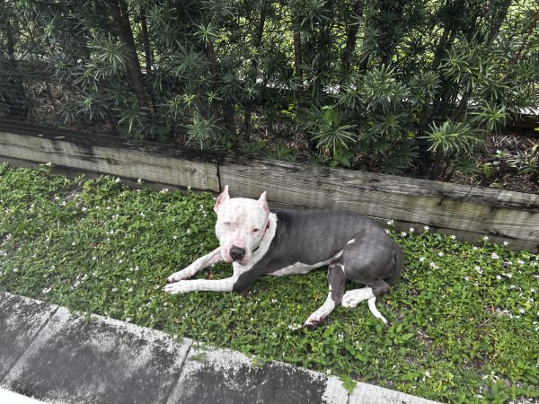 Found American Staffordshire Terrier in Fort Lauderdale, Florida