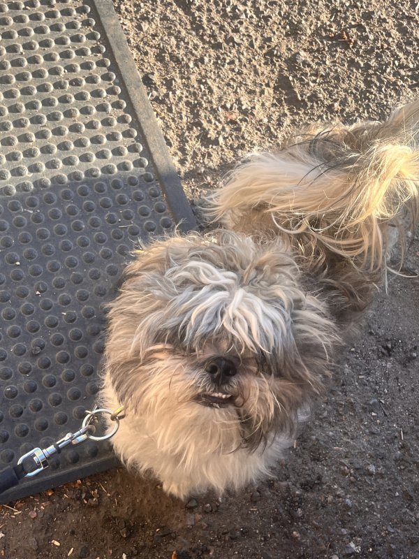 Lost Shih Tzu in Colorado