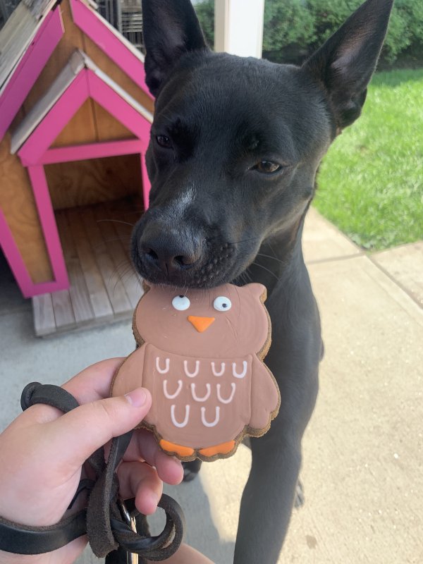 Stolen Mutt in Pepperell, MA