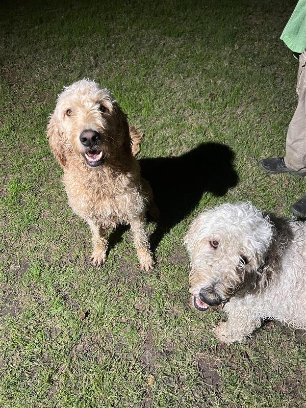 Found Poodle in Allen, TX