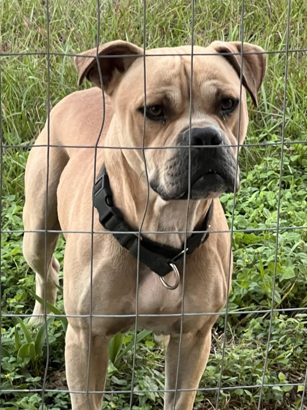 Found American Staffordshire Terrier in Houston, TX