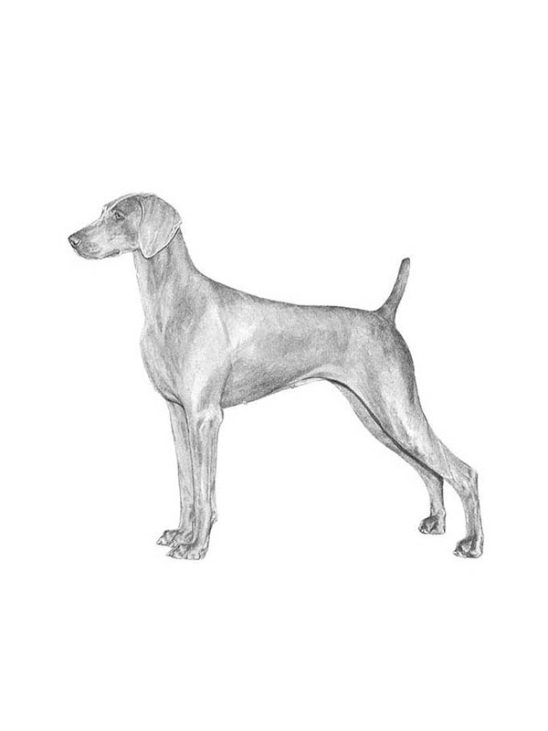 Lost Weimaraner in Virginia