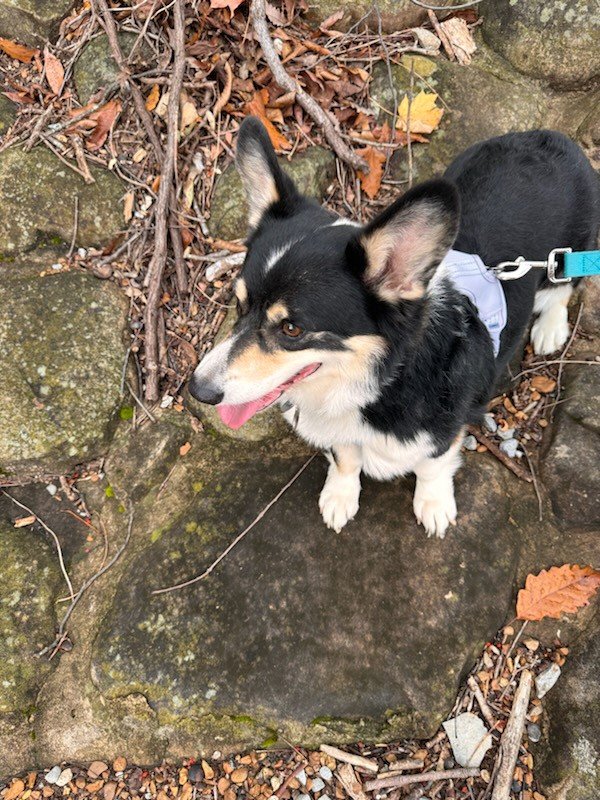 Lost Pembroke Welsh Corgi in Florida