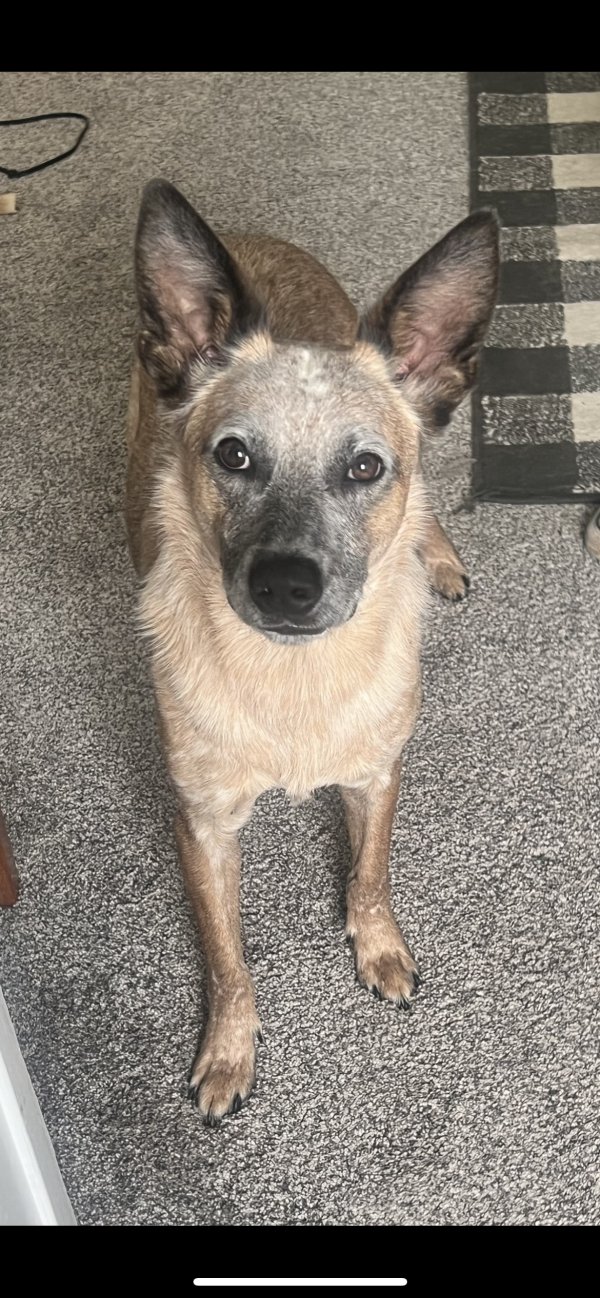 Lost Australian Shepherd 