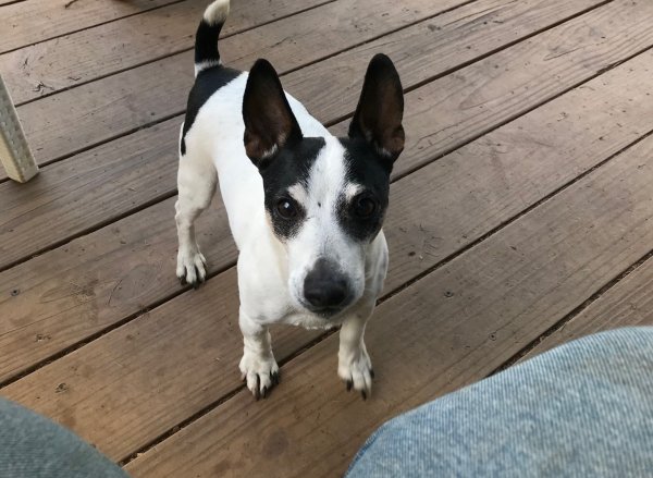 Lost Jack Russell Terrier in Rixeyville, VA