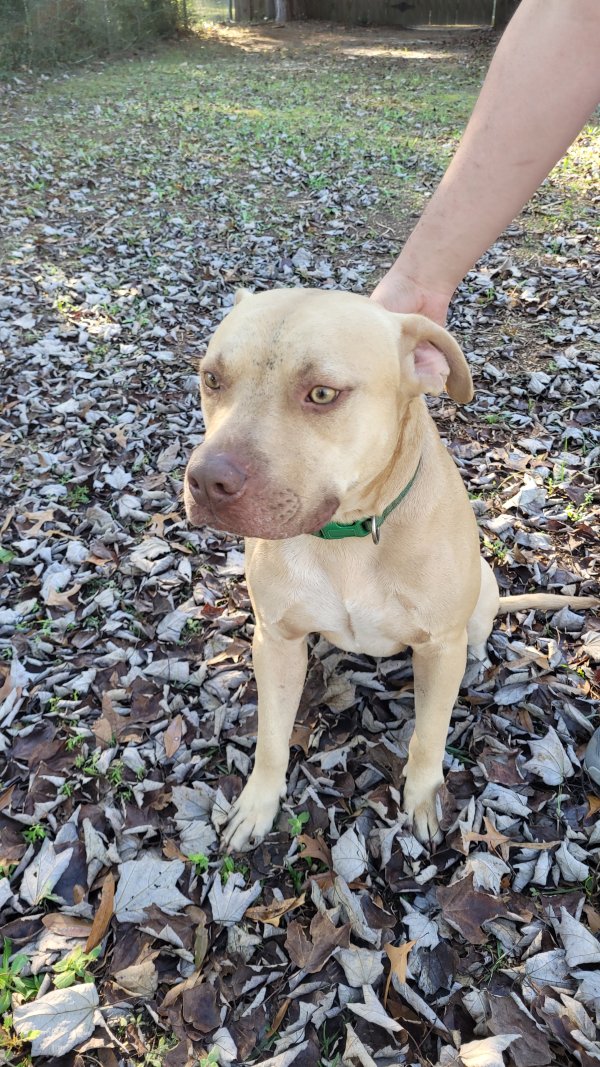 Found Dog in Crestview, FL