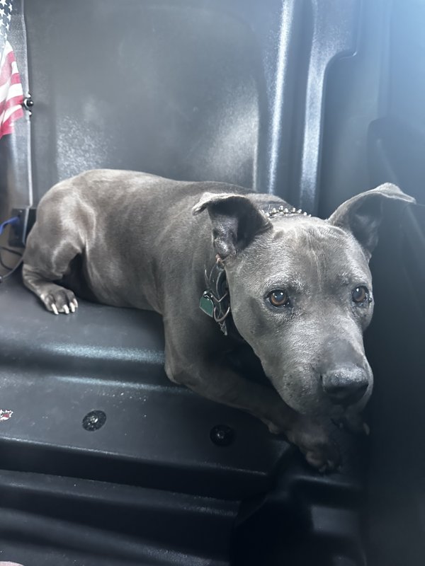 Found Dog in Lawrence, MA