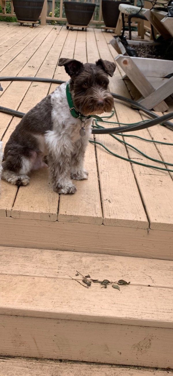 Lost Miniature Schnauzer in Murfreesboro, TN