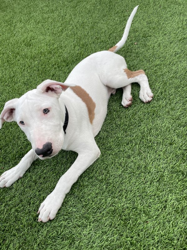 Found Bull Terrier in Miami, FL