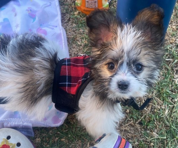 Lost Maltese in Riverside, CA