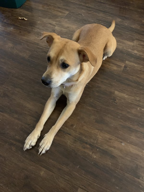 Found Dog in Chattanooga, TN