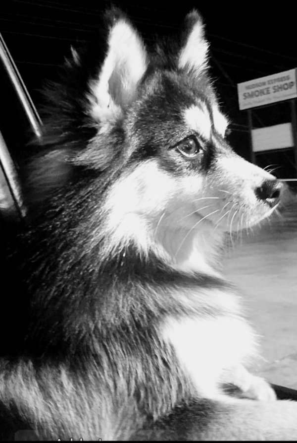 Safe Dog in Hudson, FL
