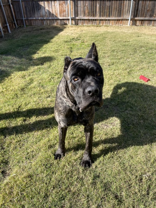 Found Mastiff in Fort Worth, TX