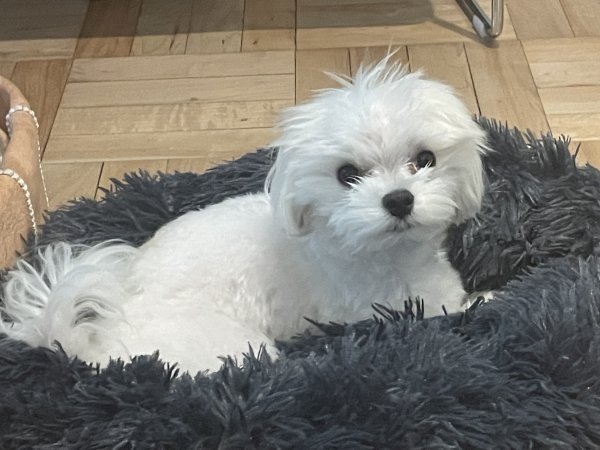 Lost Maltese in Miami Beach, FL