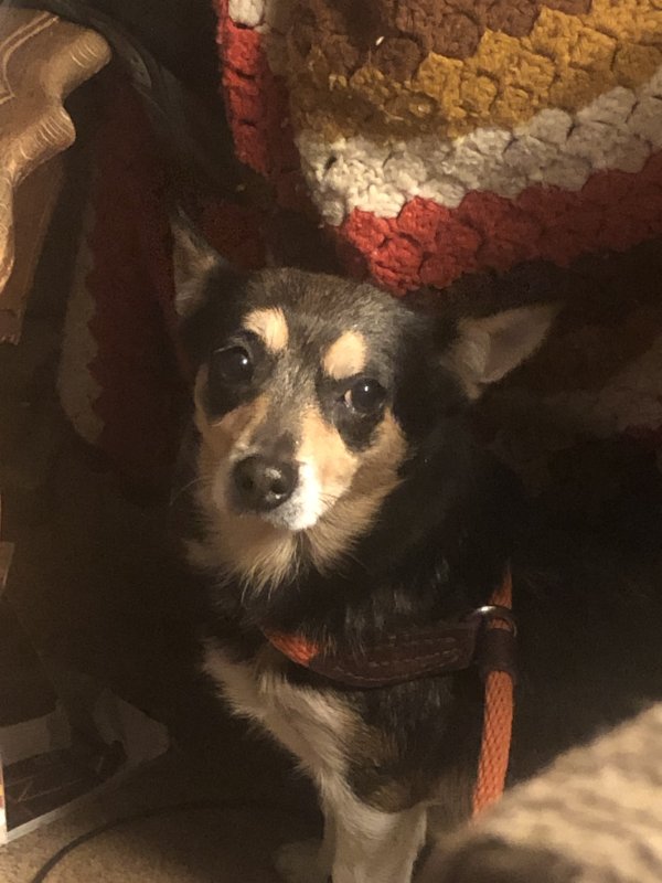 Found Chihuahua in Fresno, CA