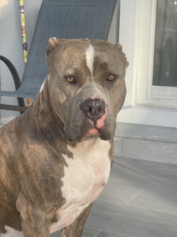 Found American Bulldog in Homestead, FL