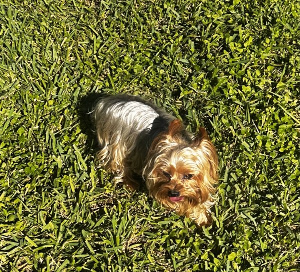 Lost Yorkshire Terrier in Houston, Texas