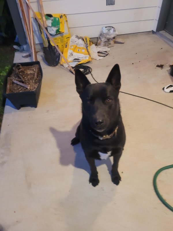 Found German Shepherd Dog in Katy, TX