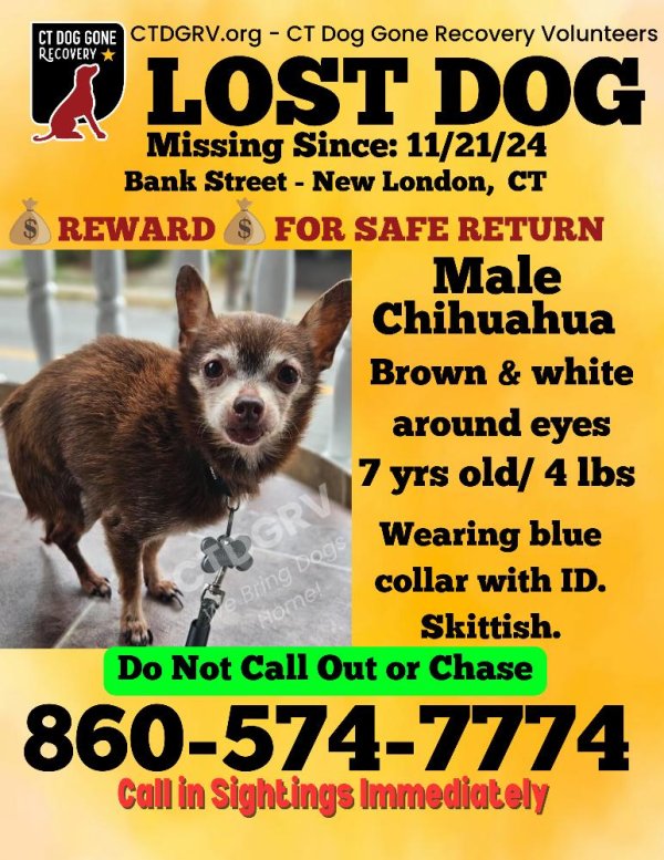 Lost Chihuahua in New London, CT