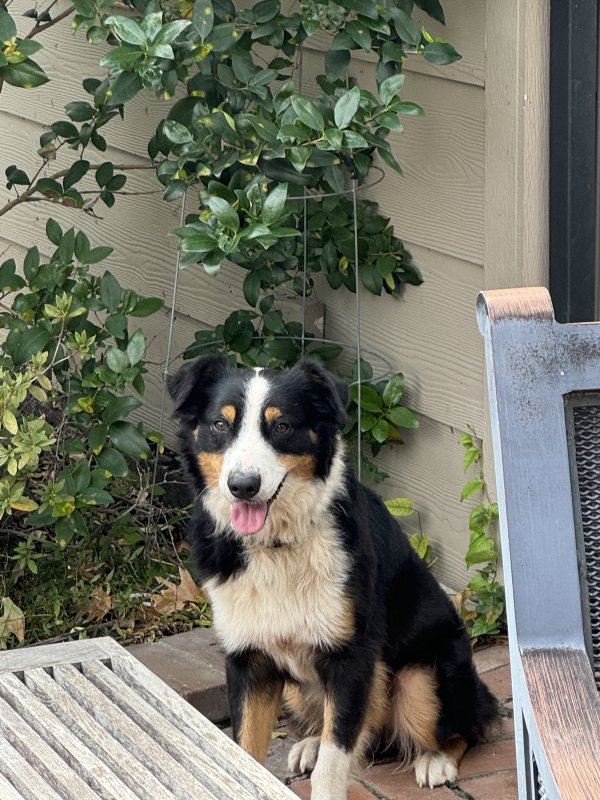 Found Border Collie in Houston, TX