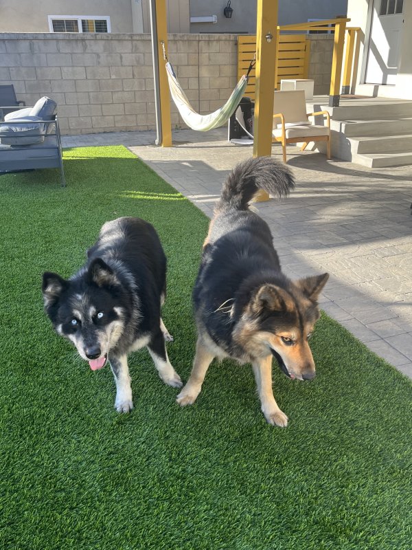 Found Mutt in San Diego, CA