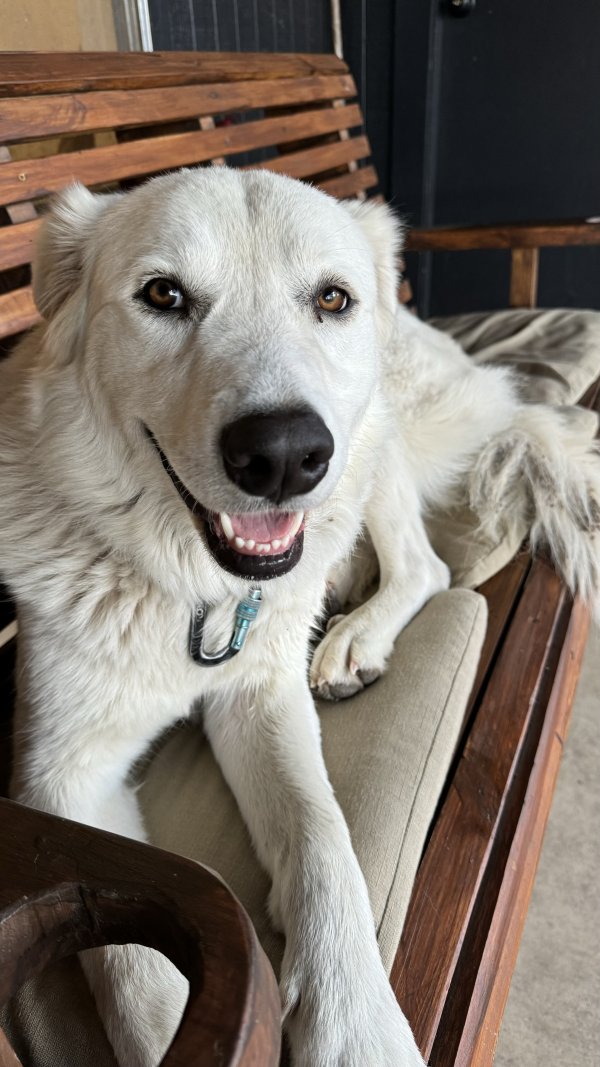 Found Great Pyrenees in Mountain Home, TX