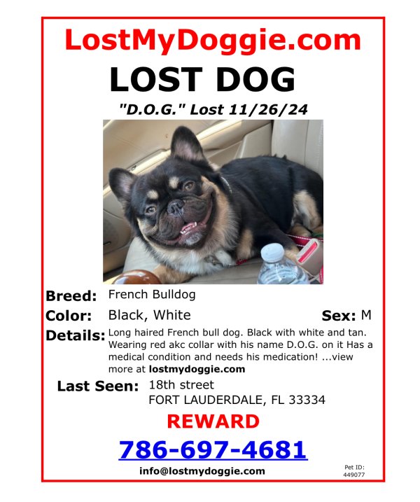 Lost French Bulldog in Fort Lauderdale, Florida