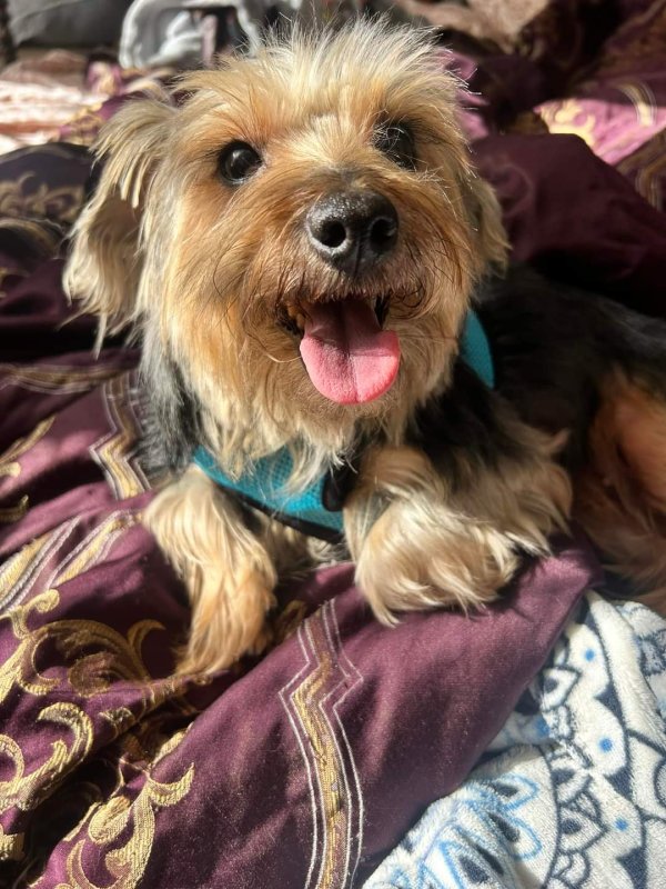 Found Yorkshire Terrier in Chattanooga, TN