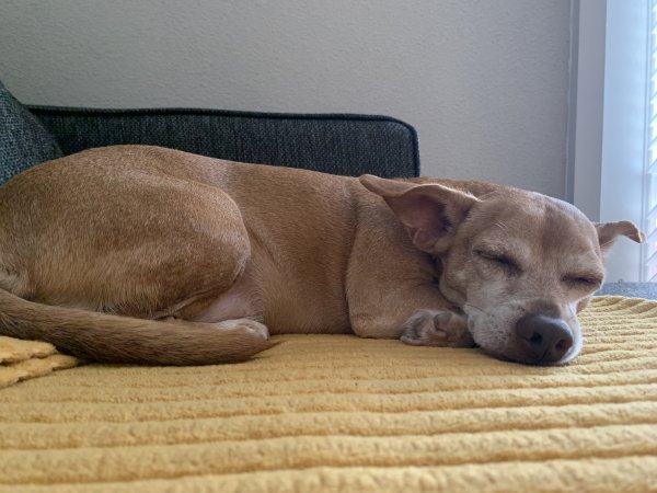 Lost Chihuahua in Dallas, TX