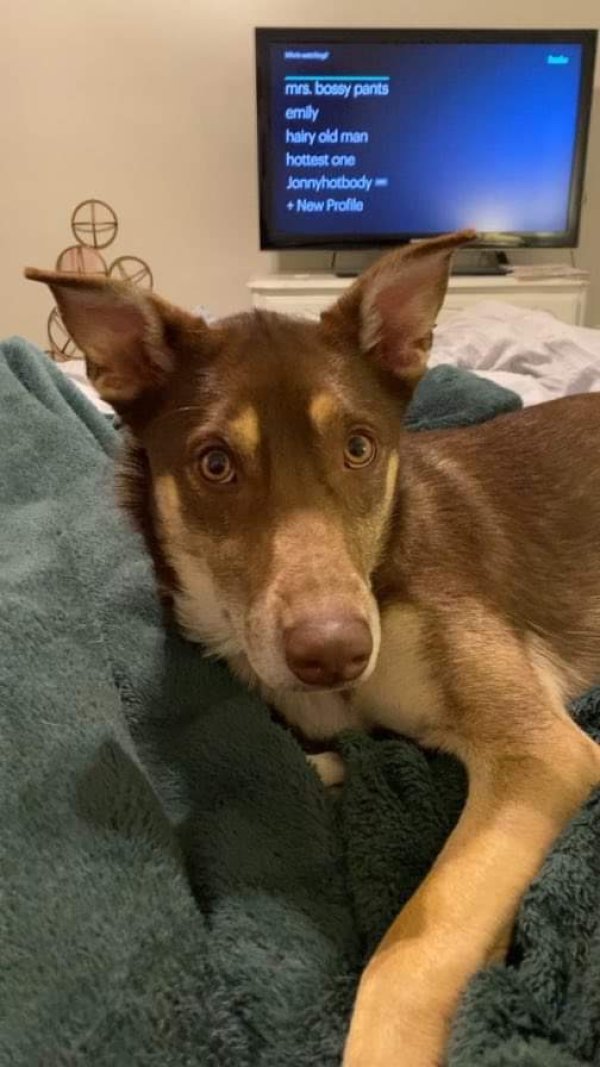 Lost Australian Kelpie 