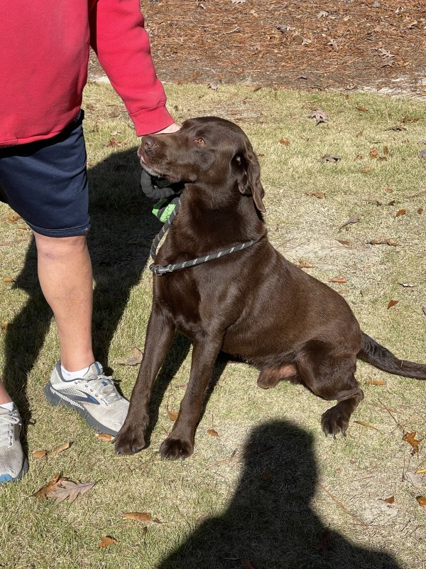 Found Labrador Retriever in Wallace, NC