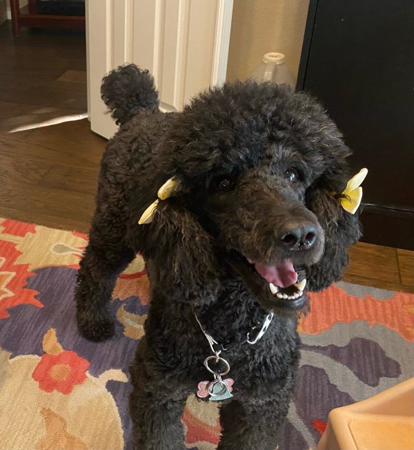 Lost Poodle in Plano, TX