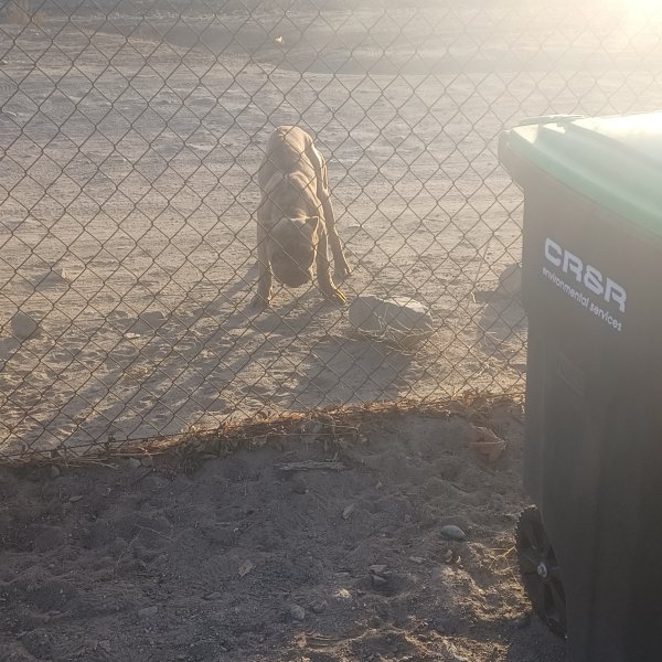 Found Bull Terrier in Phelan, CA