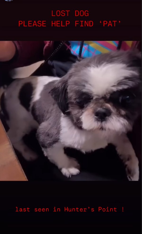 Lost Shih Tzu in California