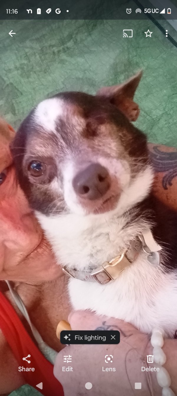 Lost Chihuahua in Corona, California