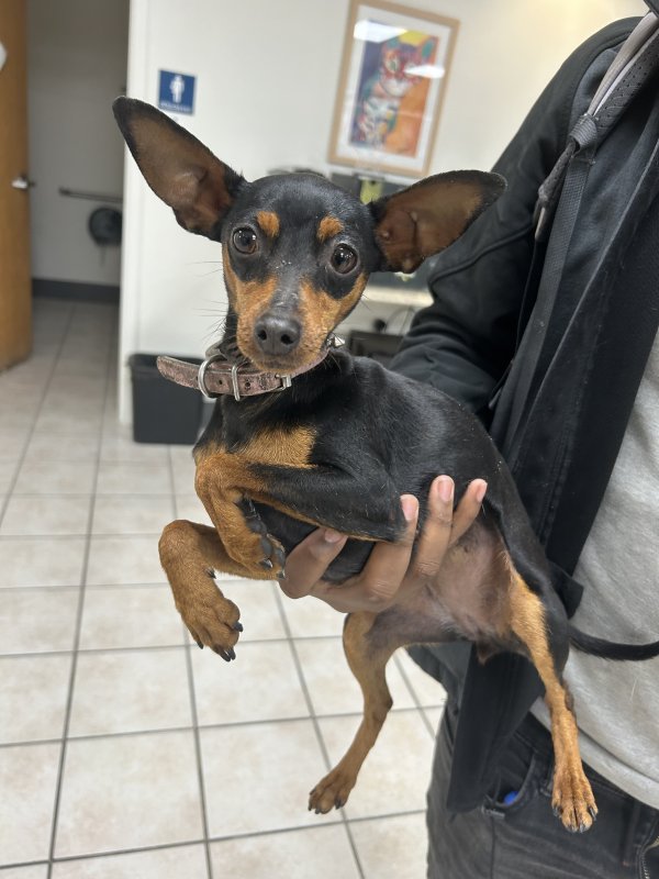 Found Miniature Pinscher in San Pablo, CA