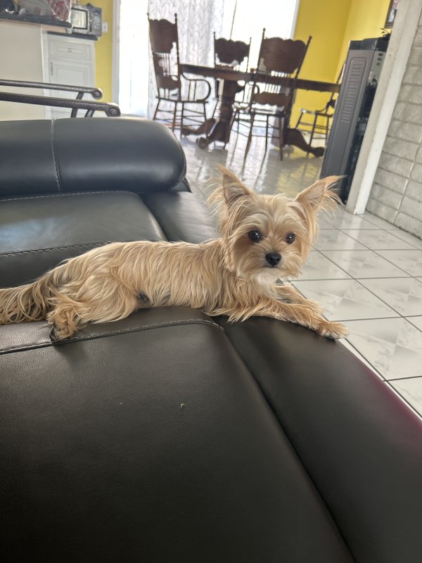 Lost Yorkshire Terrier in California