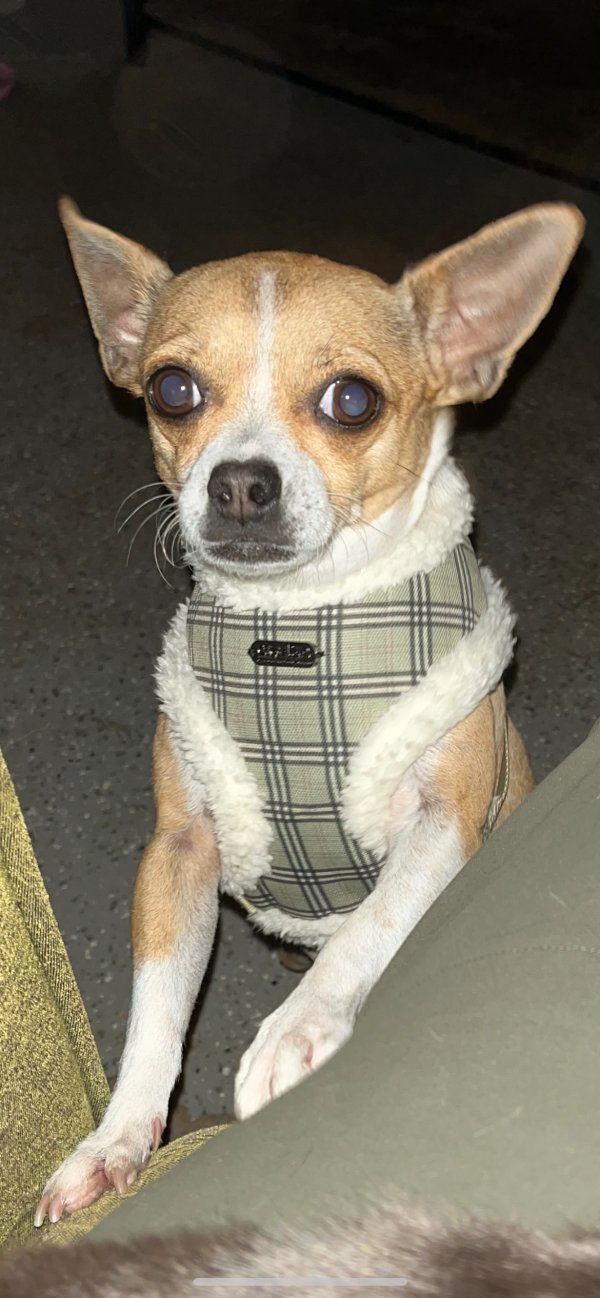 Safe Chihuahua in Lake Elsinore, CA