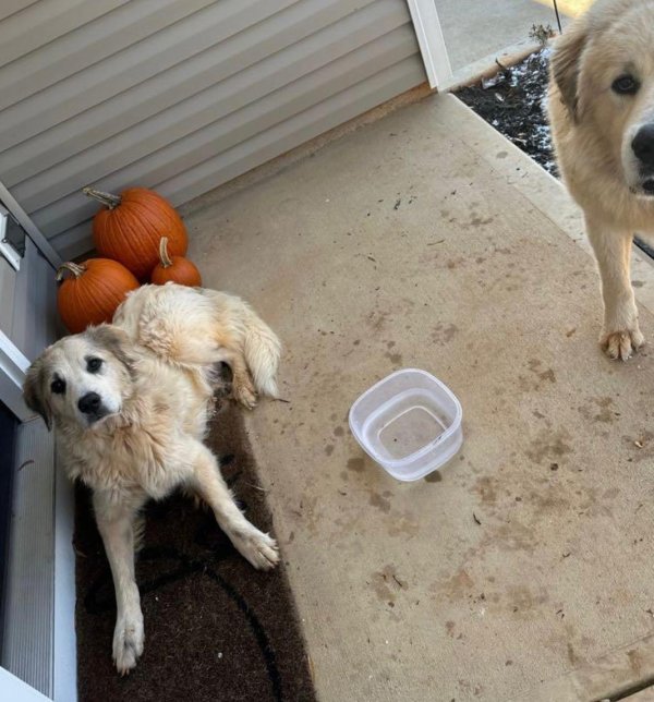 Found Golden Retriever in Statesville, NC