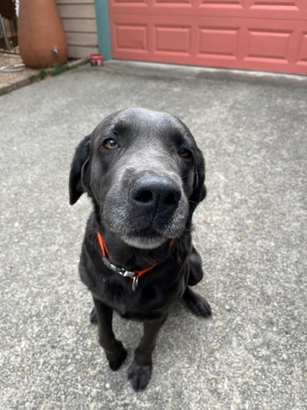 Found Labrador Retriever 