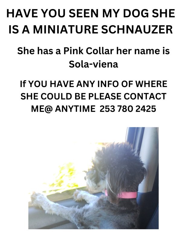 Lost Miniature Schnauzer in Seattle, Washington