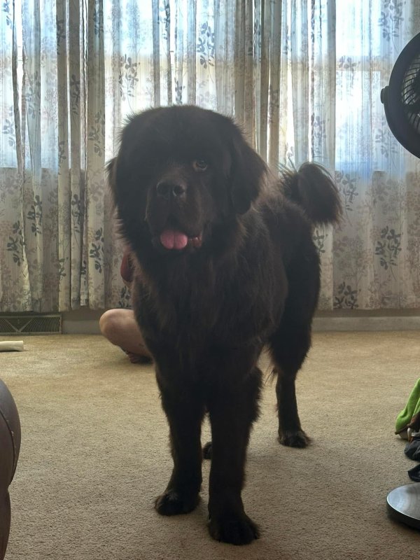 Lost Newfoundland in King of Prussia, PA