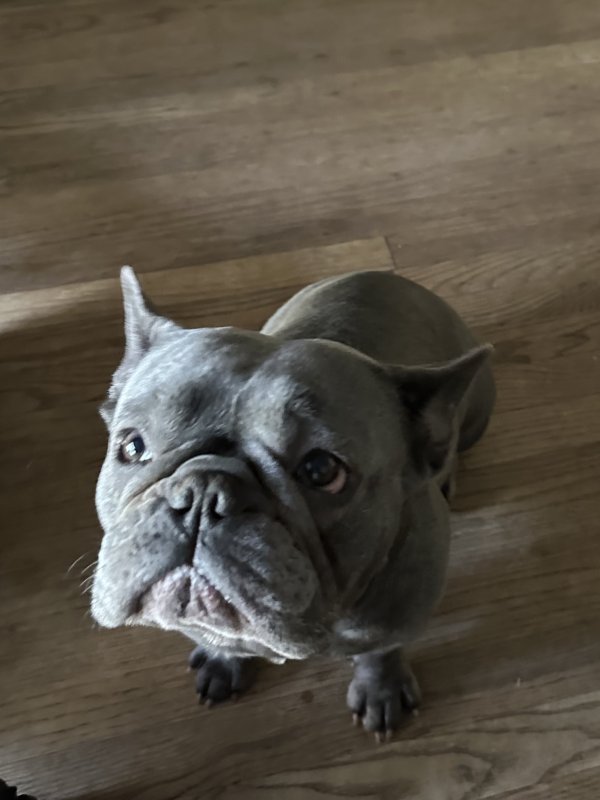 Found French Bulldog in Atlanta, GA