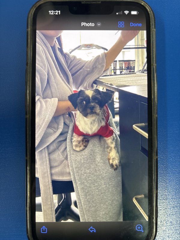 Lost Shih Tzu in Lehigh Acres, FL