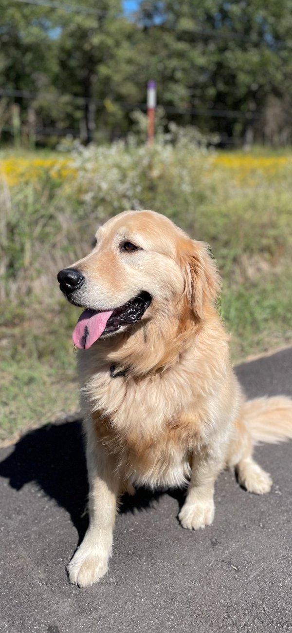 Stolen Golden Retriever in Tulsa, OK