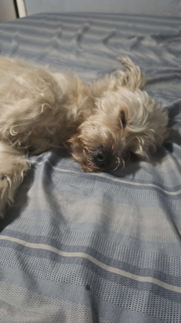 Lost Norfolk Terrier in Houston, TX