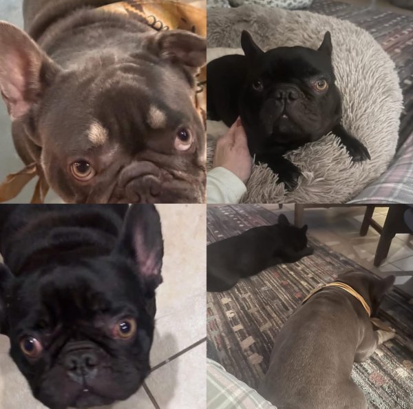 Found French Bulldog in Mansfield, TX